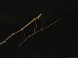 Buy The Walking Stick Insect is the Most Common Species of Phasmid in North America at AllPosters.com