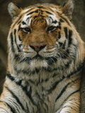 A Portrait of Khuntami, a Male Siberian Tiger, Looking Regal