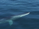 A Fin Whale Swimming under the Rippled Surface of the Sea of Cortez