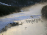 Japanese or Red-Crowned Cranes at Their Roosting Site