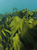 Buy A Forest of Kelp at AllPosters.com