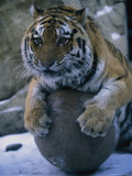 Khuntami, a Male Siberian Tiger, Pounces on a Ball