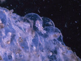 Buy Cluster of Caribbean Reef Squid Eggs at AllPosters.com