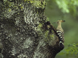 A Hoopoe Perches on a Tree