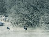 Japanese or Red-Crowned Cranes Wade Through Mist Rising on a River