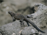 Buy A Marine Iguana Rests on a Rock at AllPosters.com