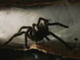 A Tarantula (Theraphosidae Family) Emerges from its Web