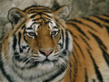 A Siberian Tiger Rests in its Outdoor Enclosure