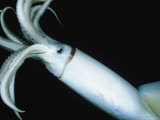 Buy Giant Or Humboldt Squid Viewed at Night Underwater at AllPosters.com