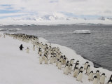 A Group of Adelie Penguins Walking Along the Waters Edge