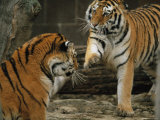 A Pair of Siberian Tigers Play in an Outdoor Enclosure