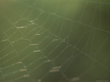 Detail of a Spider Web Lit by the Sun
