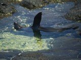Buy A Seal Relaxes in a Shallow Ocean Pool at AllPosters.com