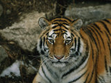 A Siberian Tiger in its Outdoor Enclosure