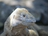 Buy A Marine Iguana Basks in the Sun at AllPosters.com