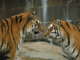 A Pair of Siberian Tigers Interact in an Outdoor Enclosure