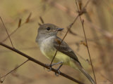 Close View of a Galpagos Flycatcher Perched on a Slim Branch