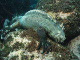 Buy A Marine Iguana Eats Algae from the Ocean Floor at AllPosters.com