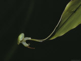 A Snail (Rhinocochlis Nasuta) Performs a Pirouette on the Tip of a Leaf