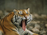 A Siberian Tiger Yawns While Resting in an Outdoor Enclosure