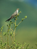 An Oriental Cuckoo Sitting in a Treetop