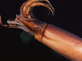 Buy Giant Or Humboldt Squid with Tentacles Splayed as It Swims at AllPosters.com