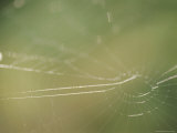 Detail of a Spider Web Lit by the Sun