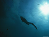 Buy A Marine Iguana Swims Toward the Waters Surface at AllPosters.com