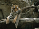 Khuntami, a Male Siberian Tiger, Rests on a Rock Ledge