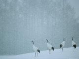 Japanese or Red-Crowned Cranes at the Tsiurui-Ito Crane Sancturary