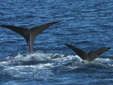 Sperm Whales Dive for Food in the Gulf of California