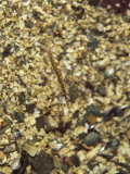 Buy A Shrimp Blends in with Pebbles on the Bottom of the Bay at AllPosters.com