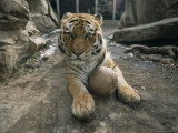 Khuntami, a Male Siberian Tiger, with a Ball in His Outdoor Enclosure