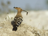 A Hoopoe Carries an Insect in its Mouth