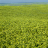 Green Foliage Covering Miles of Undulating Hills