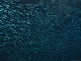 Buy Schooling Fish at AllPosters.com