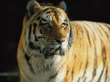 Khuntami, a Male Siberian Tiger, in His Outdoor Enclosure