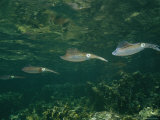 Buy Caribbean Reef Squid Swimming over Coral Outcrops at AllPosters.com