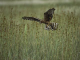 A Northern Harrier Hawk Clutches an Insect in its Talons