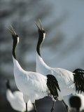 A Pair of Japanese or Red Crowned Cranes Give a Mating Call, Japanese Cranes Mate for Life