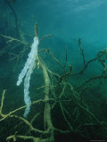 Buy Egg Sack of a Fresh Water Yellow Perch Attached to Tree Roots at AllPosters.com