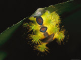 A Spiky Caterpillar (Limacodidae Family) Feeds on a Ginger Leaf in Danum Valley Conservation Area