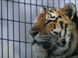 Khuntami, a Male Siberian Tiger, Rests in His Cage