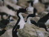 A Rookery of Blue-Eyed Cormorants