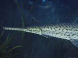 Buy An Alligator Garfish Swims in Rainbow River at AllPosters.com