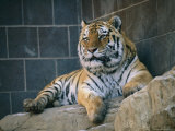 Khuntami, a Male Siberian Tiger, Rests in His Outdoor Enclosure