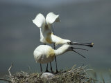 A Pair of White Spoonbill Birds in Their Nest
