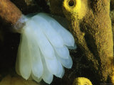 Cluster of Caribbean Reef Squid Egg Sacs