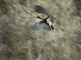 A Black Stork in Flight