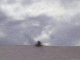 A Lone Plant Sits on Top of a Dune in White Sands
